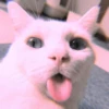 meow? are ywou owkay? 19