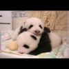 panda 6