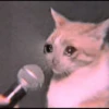 meow? are ywou owkay? 20