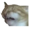 Awkward Animals 11