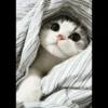 Meow pack 19