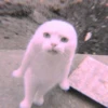 meow? are ywou owkay? 21