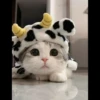 Meow pack 22