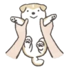 Shiba-Puppy 25