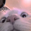 meow? are ywou owkay? 23