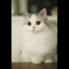 Meow pack 23