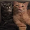 Meow pack 24