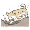 Shiba-Puppy 26