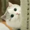Meow pack 25