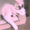 meow? are ywou owkay? 24