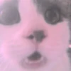 meow? are ywou owkay? 25
