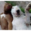 Mi sticker pack clp 7