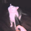 meow? are ywou owkay? 26