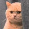 meow? are ywou owkay? 27