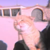 meow? are ywou owkay? 28