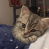 cats cats cats 27