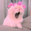 meow? are ywou owkay? 29