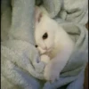 Meow pack 26