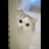 Meow pack 27