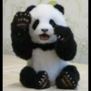 panda 8