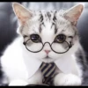 Meow pack 28