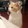 Meow pack 29