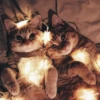 Meow pack 30