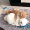 cats cats cats 30