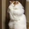Kitty lub 8
