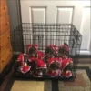 Plush 7