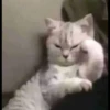 Cat’ cats 19