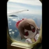 Plush 25