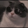 Cat’ cats 29