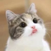 Meow (=ↀWↀ=)✧ 5