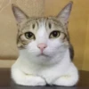 Meow (=ↀWↀ=)✧ 6