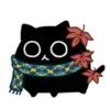 Black Cat 11