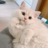 Meow (=ↀWↀ=)✧ 12