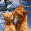 Meow (=ↀWↀ=)✧ 13