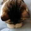 Meow (=ↀWↀ=)✧ 18
