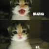 Meow (=ↀWↀ=)✧ 21