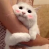 Meow (=ↀWↀ=)✧ 23
