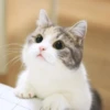 Meow (=ↀWↀ=)✧ 24