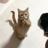 Meow (=ↀWↀ=)✧ 25