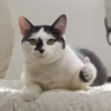 Meow (=ↀWↀ=)✧ 30