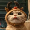 cute cats 6