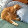 kucing by yana 6