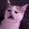 kucing.a jihan 5