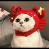 cute cats 11