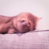 kucing.a jihan 6