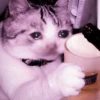 kucing.a jihan 7